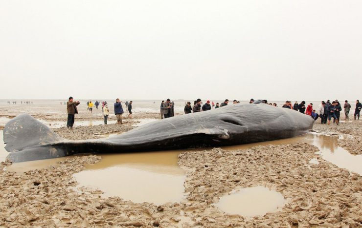 鹽城海灘建設(shè)新聞網(wǎng)站最新(鹽城海灘建設(shè)新聞網(wǎng)站最新報(bào)道)