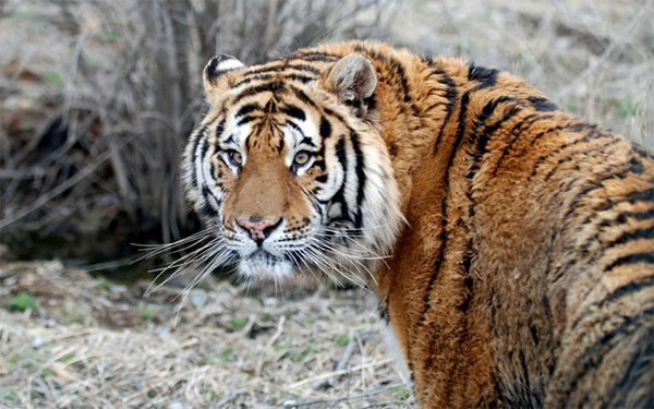 長(zhǎng)春東北虎網(wǎng)站建設(shè)(長(zhǎng)春東北虎園游覽地圖)