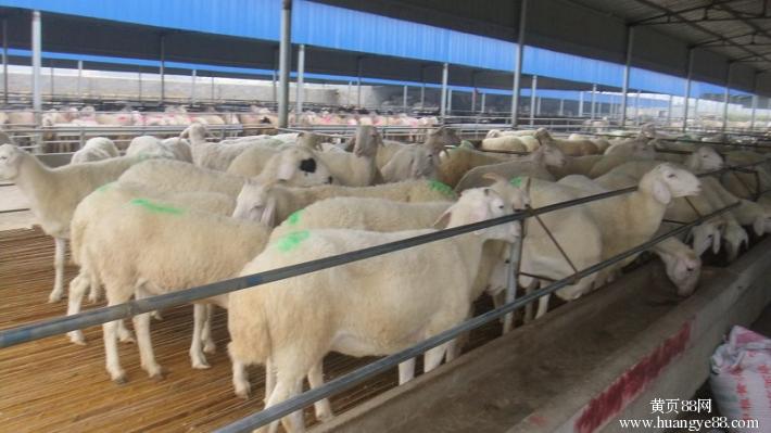 互聯網養羊最新消息(互聯網養羊最新消息視頻)